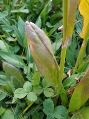 Rumex lapponicus