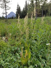 Rumex lapponicus