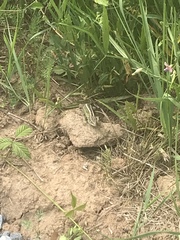 Lacerta agilis