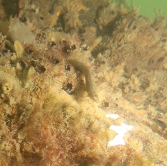 Omobranchus anolius