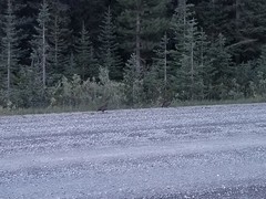 Canachites canadensis