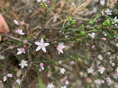 Philotheca angustifolia