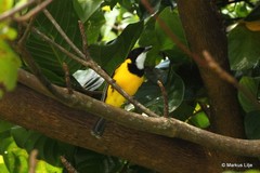 Pachycephala melanura