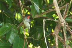 Myzomela sclateri