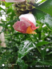 Costus lucanusianus