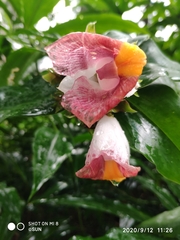 Costus lucanusianus