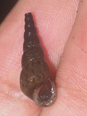 Thiaridae