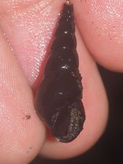 Thiaridae