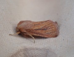 Denticucullus pygmina