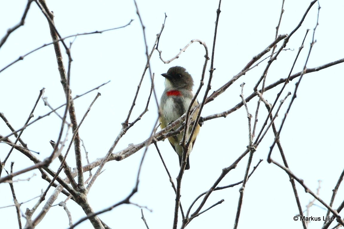 Red-banded Flowerpecker illustration
