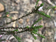 Philotheca angustifolia