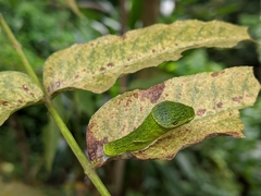 Papilio castor formosanus
