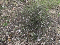 Philotheca angustifolia