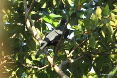Ducula melanochroa