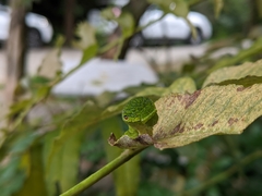 Papilio castor formosanus