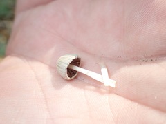 Coprinellus disseminatus