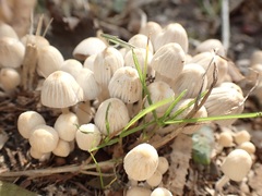 Coprinellus disseminatus