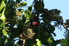 Myzomela erythromelas