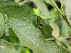 Papilio castor formosanus