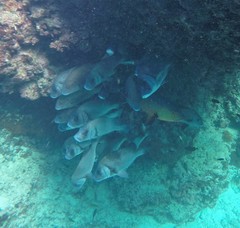 Plectorhinchus gibbosus