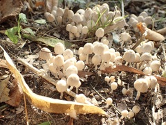 Coprinellus disseminatus