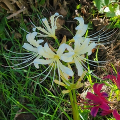 Lycoris
