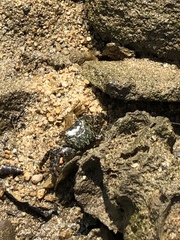 Metopograpsus frontalis