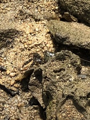 Metopograpsus frontalis