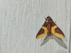 Pachynoa purpuralis