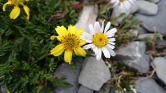 Thelesperma muelleri
