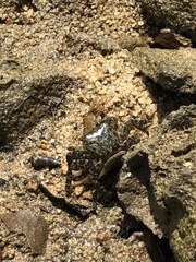 Metopograpsus frontalis