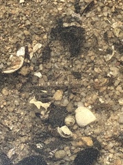 Glossogobius olivaceus