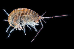 Chiltonorchestia pusilla