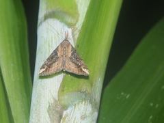 Hypena abjectalis