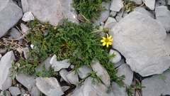 Thelesperma muelleri