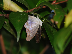 Eulaceura osteria