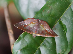 Fascellina meligerys