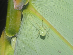 Tamanidion