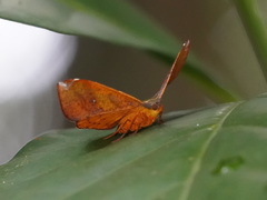 Fascellina meligerys