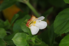 Torenia polygonoides