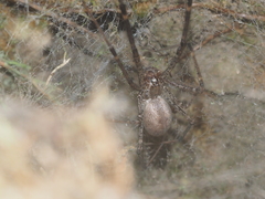 Psechrus libelti