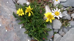 Thelesperma muelleri