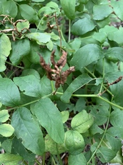 Astragalus glycyphyllos