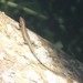 Parker's Emo Skink - Photo (c) Mark O'Brien, some rights reserved (CC BY-NC), uploaded by Mark O'Brien