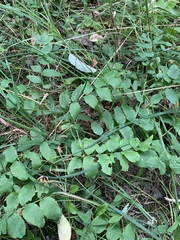 Astragalus glycyphyllos