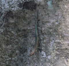 Emoia parkeri