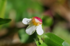 Torenia polygonoides