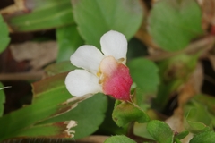 Torenia polygonoides