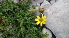 Thelesperma muelleri