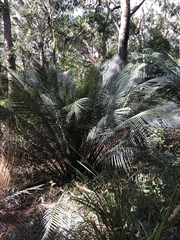 Macrozamia communis